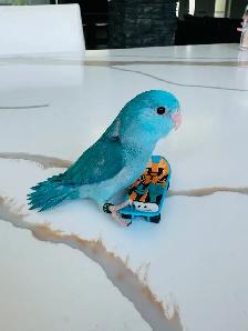 handtame and friendly parrotlet babies - Photo 2