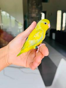 handtame and friendly parrotlet babies - Photo 3