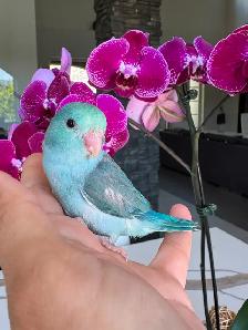 handtame and friendly parrotlet babies - Photo 9