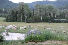 Market Lamb 9.00/lb