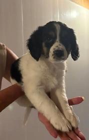 Caviler King Charles Spaniel X Puppies