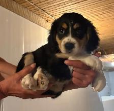 Caviler King Charles Spaniel X Puppies - Photo 2