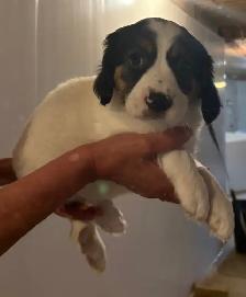 Caviler King Charles Spaniel X Puppies - Photo 3