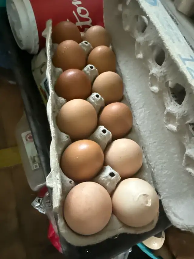 fresh farm eggs
