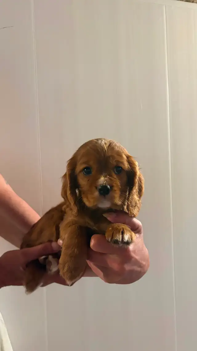 Cocker Spaniel Mix Puppies