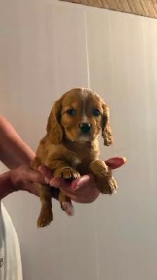 Cocker Spaniel Mix Puppies - Photo 3