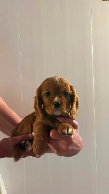 Cocker Spaniel X Puppies