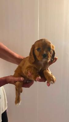 Cocker Spaniel X Puppies - Photo 2