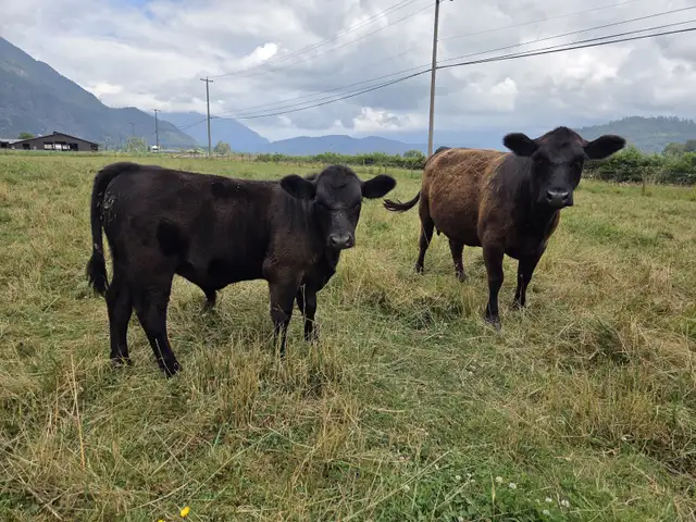 Lowline Angus Cow & Bull Calf Pair