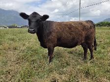 Lowline Angus Cow & Bull Calf Pair - Photo 2
