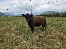 Lowline Angus Cow & Bull Calf Pair - Photo 3