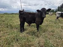Lowline Angus Cow & Bull Calf Pair - Photo 4