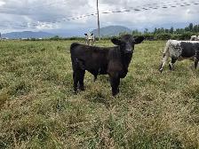 Lowline Angus Cow & Bull Calf Pair - Photo 5