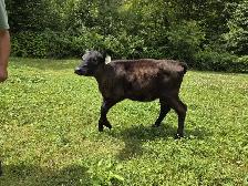 Jersey X Angus bull calf