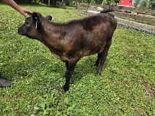 Jersey X Angus bull calf - Photo 2