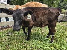 Jersey X Angus bull calf - Photo 3