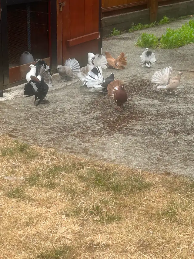 Pigeons for rehoming