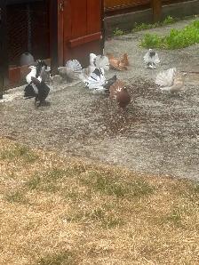 Pigeons for rehoming