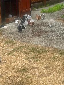 Pigeons for rehoming - Photo 2