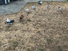 Pigeons for rehoming - Photo 3