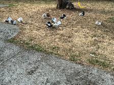Pigeons for rehoming - Photo 4