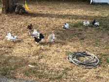 Pigeons for rehoming - Photo 5