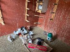 Pigeons for rehoming - Photo 6