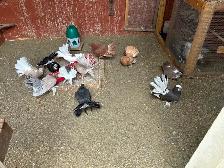 Pigeons for rehoming - Photo 7