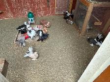 Pigeons for rehoming - Photo 8