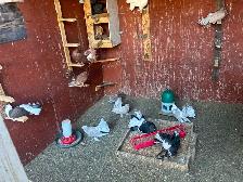Pigeons for rehoming - Photo 9