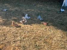 Pigeons for rehoming - Photo 10