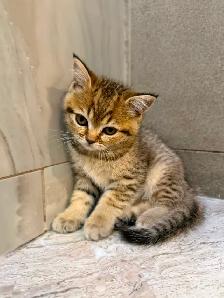 BRITISH SHORTHAIR X RAGDOLL/BRITISH SH