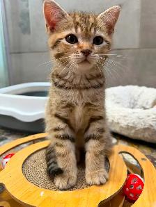 BRITISH SHORTHAIR X RAGDOLL/BRITISH SH - Photo 2