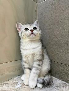 BRITISH SHORTHAIR X RAGDOLL/BRITISH SH - Photo 3
