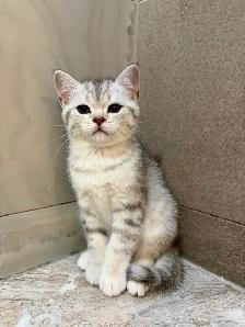BRITISH SHORTHAIR X RAGDOLL/BRITISH SH - Photo 4