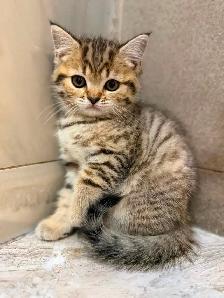 BRITISH SHORTHAIR X RAGDOLL/BRITISH SH - Photo 5