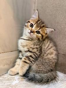 BRITISH SHORTHAIR X RAGDOLL/BRITISH SH - Photo 6