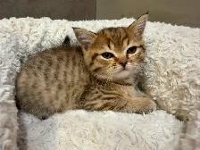 BRITISH SHORTHAIR X RAGDOLL/BRITISH SH - Photo 7