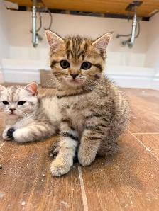 BRITISH SHORTHAIR X RAGDOLL/BRITISH SH - Photo 8