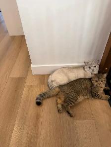 BRITISH SHORTHAIR X RAGDOLL/BRITISH SH - Photo 9
