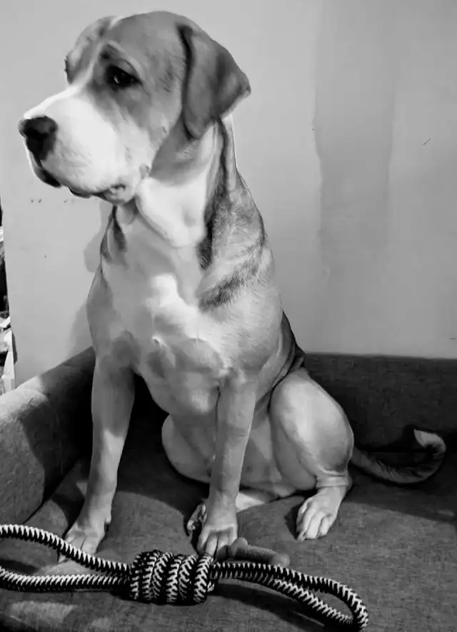 Diesel for rehoming