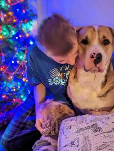 Diesel for rehoming - Photo 2