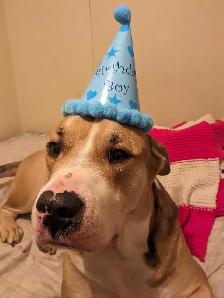 Diesel for rehoming - Photo 3