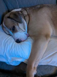 Diesel for rehoming - Photo 5