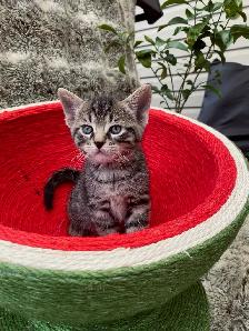 Castaway animal rescue annual garage sale - Photo 2