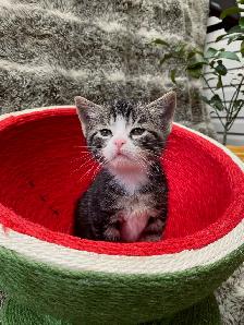 Castaway animal rescue annual garage sale - Photo 3