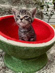 Castaway animal rescue annual garage sale - Photo 4