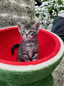 Castaway animal rescue annual garage sale - Photo 5