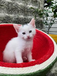 Castaway animal rescue annual garage sale - Photo 6