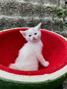 Castaway animal rescue annual garage sale - Photo 7